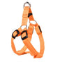 LED dog leash and chest strap